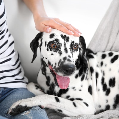 Pet Sitting